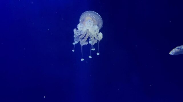 meduse en eau