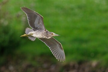 Majestic bird in flight over green backdrop.