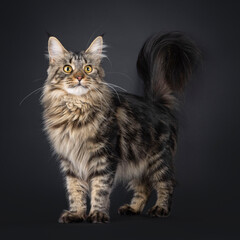 Pretty black tabby Maine Coon cat, standing facing front. Looking towards camera with yellow eyes and sweet expression. Isolated on a black background.