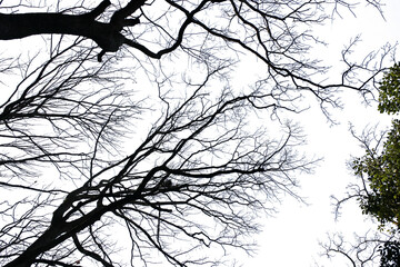 冬の木・山の切り抜き