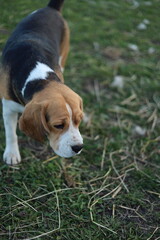 beagle puppy in grass