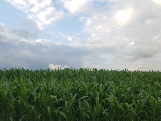 green grass and blue sky