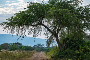 Obraz premium African Lush Forest, with mountains behind, Akagera National Park Rwanda