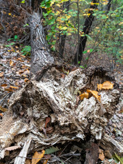 A Broken Tree Trunk