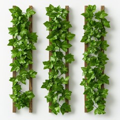 Fototapeta premium Vertical garden with lush green ivy on wooden panel, white isolate background.