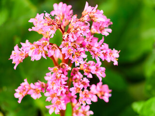 selective, selected, soft focus. pink bergenia crassifolia close-up in a green garden on a beautiful sunny spring day. background for designers, artists, computer desktop