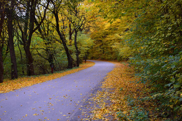 Obraz premium A quiet, winding road cuts through a forest bathed in golden autumn colors, with fallen golden leaves.