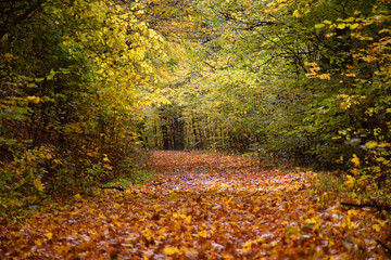 Obraz premium A quiet, winding road cuts through a forest bathed in golden autumn colors, with fallen golden leaves.