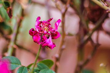 The rose when withering does not go beauty