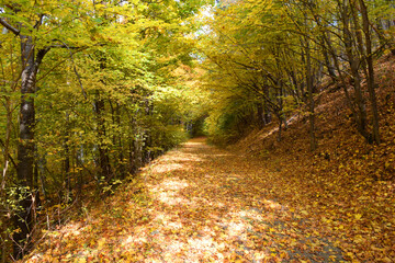 Obraz premium A quiet, winding road cuts through a forest bathed in golden autumn colors, with fallen golden leaves.