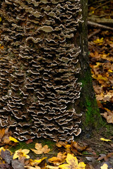 Turkey Tail Fungi on Tree Trunk