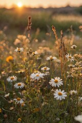 Field of tall grasses and wildflowers under warm sunset light