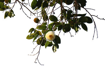 白つばき　切り抜き