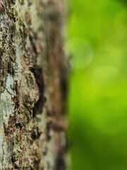 Obraz premium Tree bark 