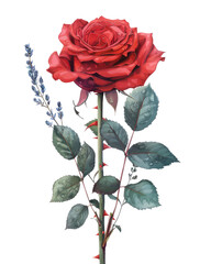 Obraz premium A vibrant red rose with green leaves and a blue flower, symbolizing beauty and love.