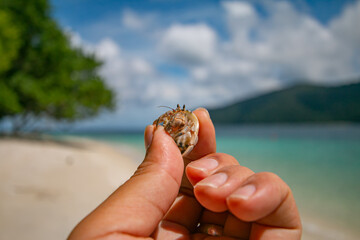 Sichuan crab with clear blue sea