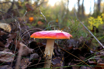 Amanita mushroom in forest. Fly agaric with red cap. Red mushroom amanita toxic, also called panther cap. False blusher amanita mushroom in the forest against background of green vegetation.