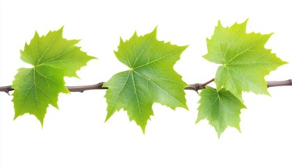 Vibrant green grape vine leaves isolated on a white background