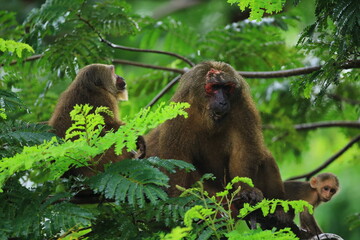 Families of Stump-tailed Macaque (Macaca arctoides) at Khao Krapuk-Khao Tao Mo Wildlife Non Hunting Area Phetchaburi, Thailand 