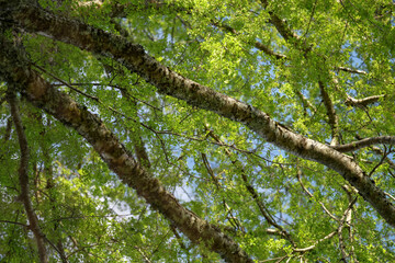 Fototapeta premium Under view tree branches with vibrant green leaves