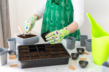 A woman gardener plants tomato and pepper seedlings in plastic forms