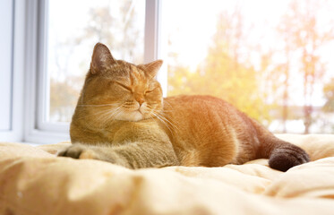 Cat sleeping on balcony terrace in autumn sun rays background. Сat lies on sofa in room of...