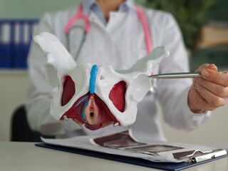 Model of doctor of anatomy of hip joint in clinic.