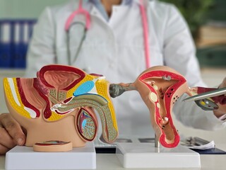 Urologist or gynecologist anatomical models of male and female reproductive system. Uterus and male penis