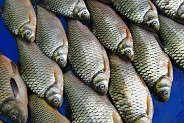 Fresh carp fish (common silver barb) in Luang Prabang morning market, Laos 