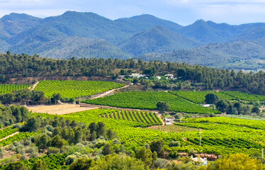 Farm field at mountains. Rural landscape. Olive trees plantage on farm land. Rural area in Spanish Mediterranean. Farmhouse in mandarin Fields. Agricultural country. Mountain landscape in Spain.