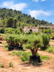 Olive trees in farm field in Spain. Olive farm field plantation. Grow An Olive Tree. Plantation in...