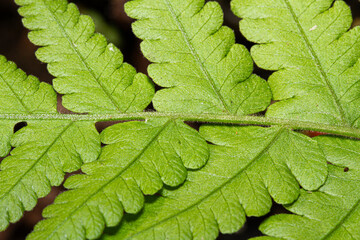 Plant macro green fern leaf