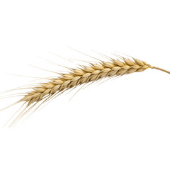 Fototapeta premium Golden Wheat Grain Stalk Illustration on transparent background cutout, PNG file, Cutout file