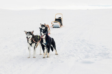 Team of husky sled dogs with a wooden sleigh, standing ready for a ride across white snowy tundra landscape, strong, happy, focused dogs, Finnish Arctic circle, Tarvantovaara Wilderness Area, Finland