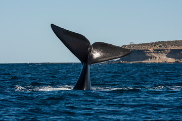 Fototapeta premium Sohutern right whale tail lobtailing, endangered species, Patagonia,Argentina