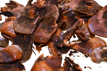 pine cone isolated on white background