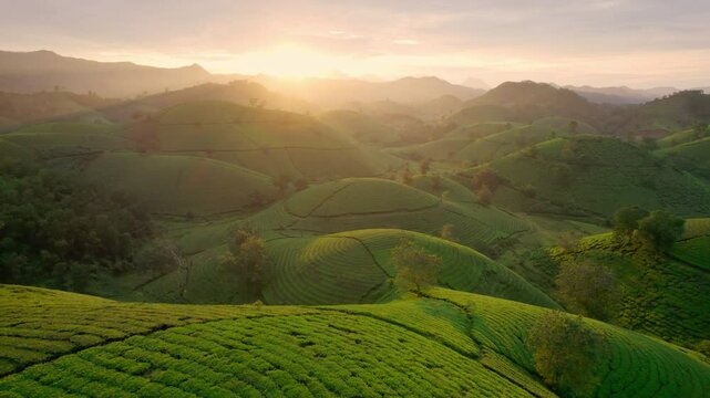 Beautiful sunset shining over Long Coc tea hill in  countryside at Vietnam