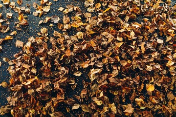 abstract dried leaves on black background