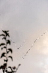 Zug der Kraniche im Herbst