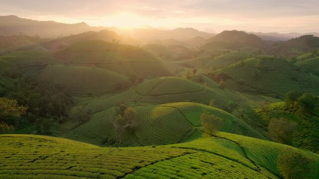 Beautiful sunset shining over Long Coc tea hill in  countryside at Vietnam