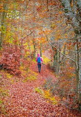 Mount Autore Livata (Subiaco, Italy) - Autumnal foliage in the mountains of province of Roma, Lazio region, Simbruini mounts natural park. Here a view with a beautiful autumn landscape.