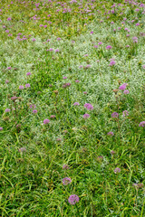purple flowers in a field of tall grass