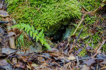 A small, dark opening hidden beneath lush green moss and surrounded by forest floor foliage