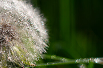 white dandelion fibers with dew drops macro, green blurred background