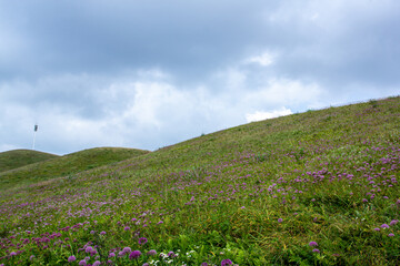 Fototapeta premium a grassy hill with purple flowers and a cloudy sky