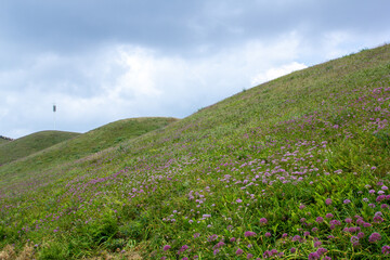a grassy hill with purple flowers and a cloudy sky