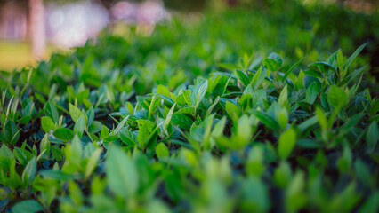 Fresh Green Leaves in a Vibrant Natural Background