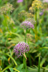 flower, nature, plant, purple, garden, pink, summer, thistle, flowers, bloom, blossom, spring, flora, onion, macro, wildflower, bee, beauty, herb, wild, weed, allium, clover, close-up, red