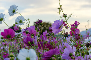 Evening Cosmos Field in Bloom