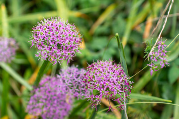 a purple flower with a purple center sits in a field.